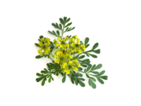 Ruta <i>(Ruta graveolens)</i>