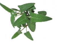 Salvia diavolo <i>(Salvia daemonium)</i>