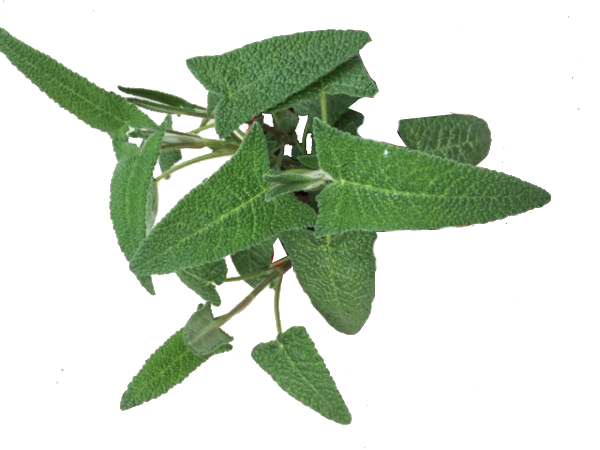 Salvia diavolo <i>(Salvia daemonium)</i>