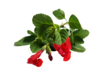 Salvia greggii red <i>(Salvia Greggii)</i>