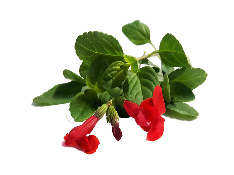 Salvia greggii red <i>(Salvia Greggii)</i>