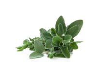 Salvia foglia larga <i>(Salvia officinalis maxima)</i>