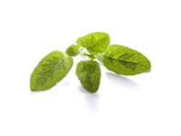 Salvia foglie dorate <i>(Salvia officinalis icterina)</i>