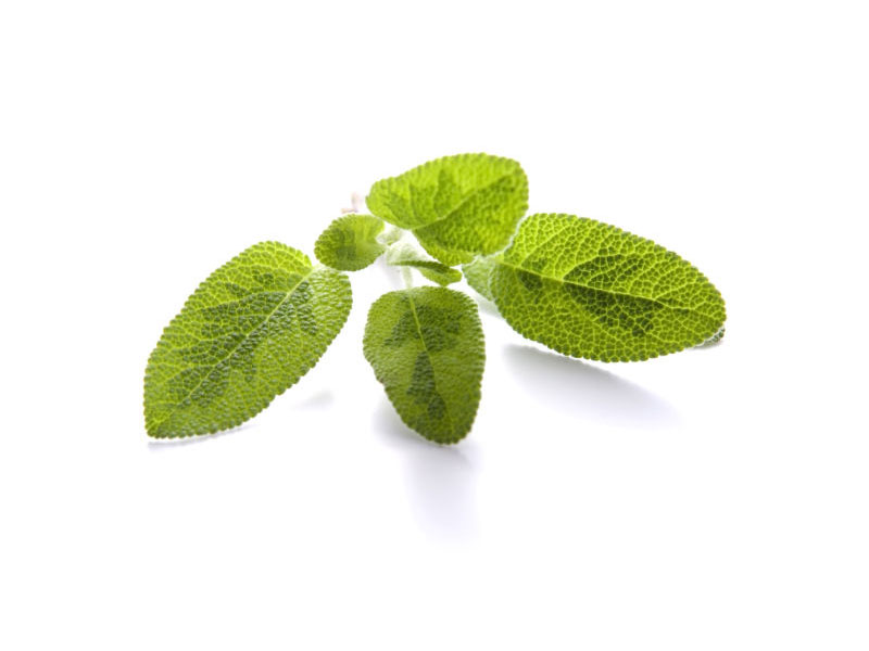 Salvia foglie dorate <i>(Salvia officinalis icterina)</i>