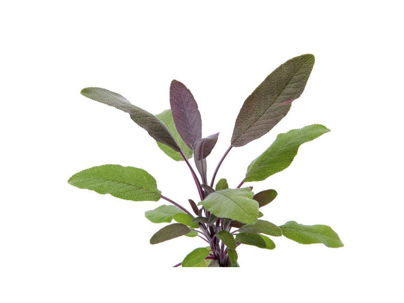 Salvia foglie rosse <i>(Salvia officinalis purpurescens)</i>