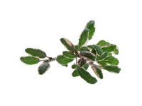 Salvia foglie variegate <i>(Salvia officinalis tricolor)</i>