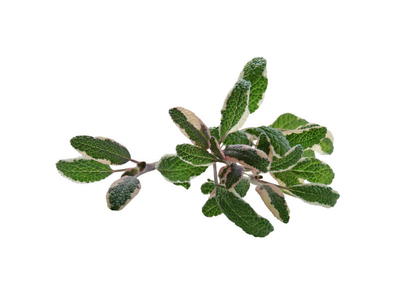 Salvia foglie variegate <i>(Salvia officinalis tricolor)</i>