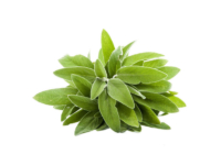 Salvia longifoglia <i>(Salvia officinalis longifolia)</i>