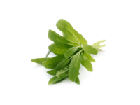 Salvia officinale <i>(Salvia officinalis)</i>