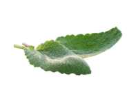 Salvia sclarea <i>(Salvia sclarea)</i>