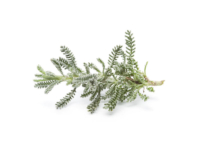 Santolina <i>(Santolina chamaecyparissus)</i>