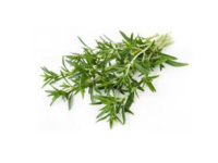 Santoreggia hortensis <i>(Satureja hortensis)</i>