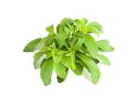 Stevia <i>(Stevia rebaudiana)</i>