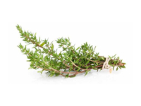 Timo arancio <i>(Thymus “Fragrantissimus Orange”)</i>