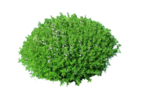 Timo compatto <i>(Thymus vulgaris 'Compactus')</i>
