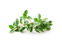 Timo limone <i>(Thymus x citriodorus "Lemon")</i>