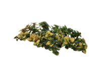 Timo doone valley <i>(Thymus x citriodorus "Doone valley")</i>