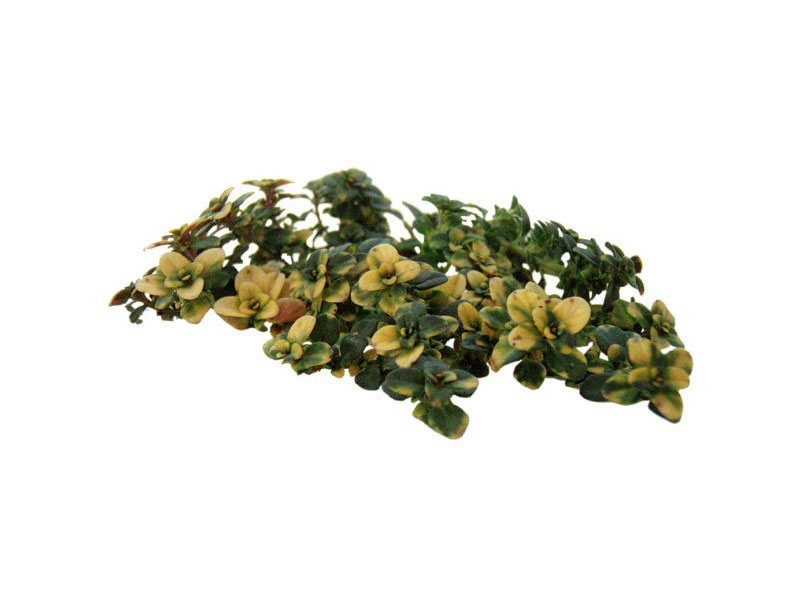 Timo doone valley <i>(Thymus x citriodorus "Doone valley")</i>