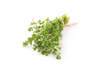 Timo officinale <i>(Thymus vulgaris)</i>