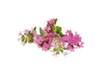 Timo praecox <i>(Thymus praecox)</i>