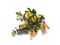 Timo pulegoides fox <i>(Thymus pulegioides "fox")</i>