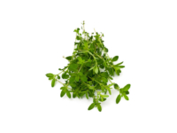 Timo serpillo <i>(Thymus serpyllum)</i>