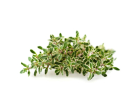 Timo lady d. <i>(Thymus vulgaris "Lady d.")</i>