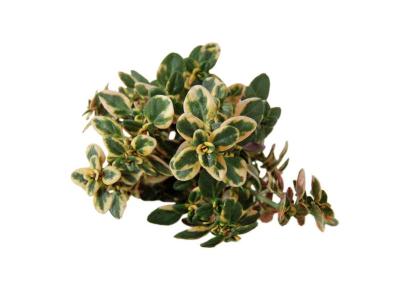 Timo anderson gold <i>(Thymus x citriodorus "Anderson gold")</i>