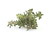 Timo silver queen <i>(Thymus x citriodorus "Silver queen")</i>