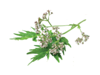 Valeriana <i>(Valeriana officinalis)</i>