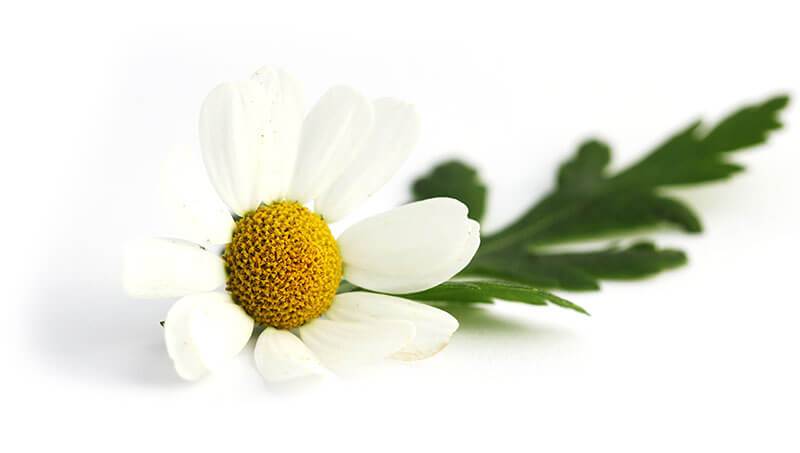 Piretro della Dalmazia (Fiore bianco)<i> (Chrysanthmum cinerarifolium)</i>