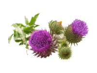 Cardo Mariano<i> (Silybum marianum)</i>