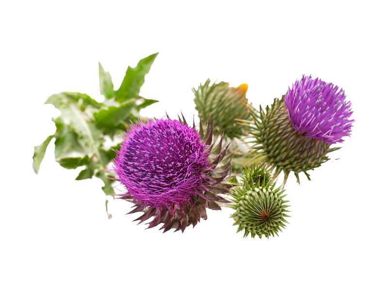 Cardo Mariano<i> (Silybum marianum)</i>