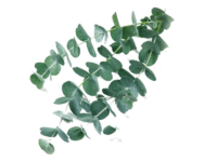 Eucalipto <i> (Eucalyptus Cinerea)</i>