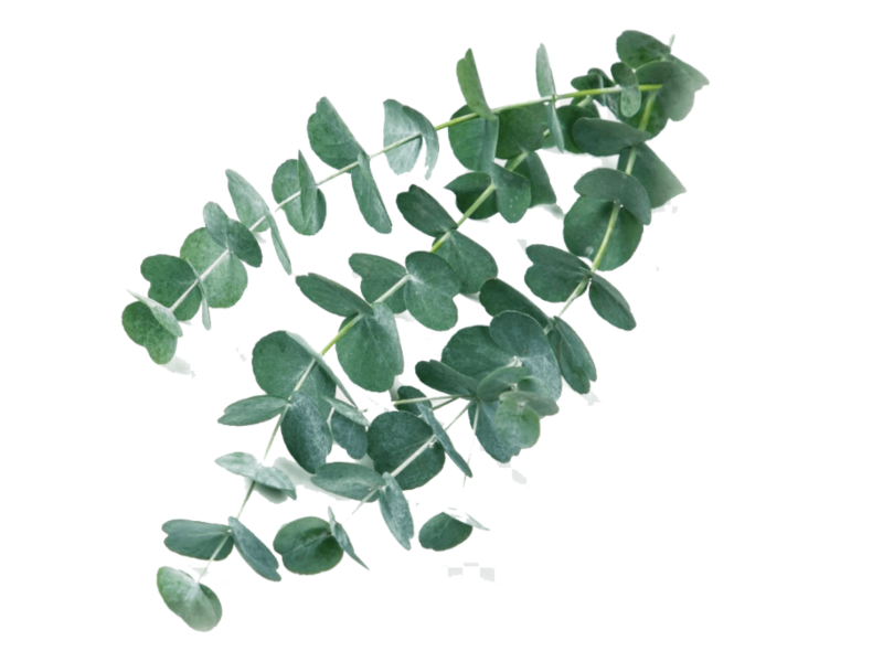 Eucalipto <i> (Eucalyptus Cinerea)</i>