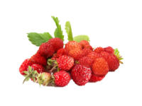 Fragola di bosco<i> (Fragaria vesca)</i>