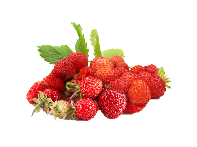 Fragola di bosco<i> (Fragaria vesca)</i>