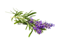 Lavanda angustifoglia havanna<i> (Lavandula angustifolia "havanna")</i>