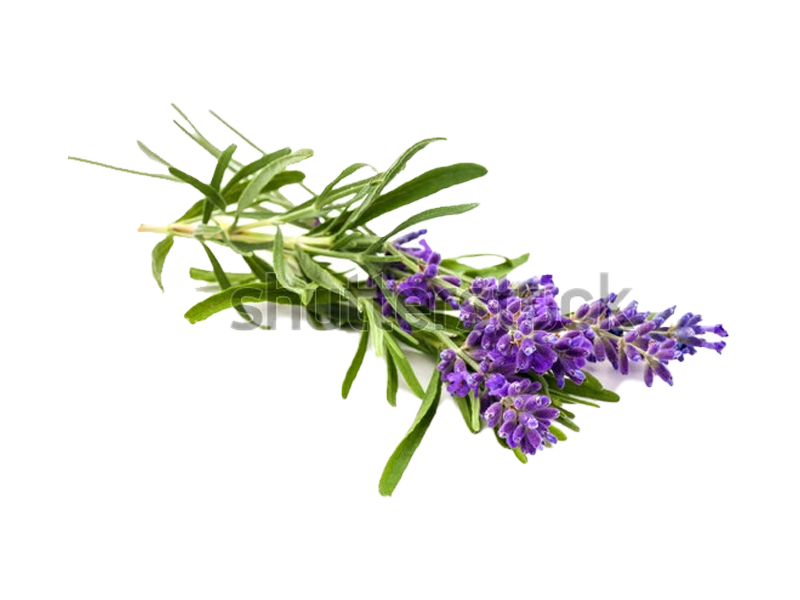 Lavanda angustifoglia havanna<i> (Lavandula angustifolia "havanna")</i>