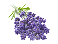 Lavanda angustifoglia lavance<i> (Lavandula angustifolia "lavance")</i>