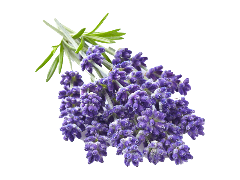 Lavanda angustifoglia lavance<i> (Lavandula angustifolia "lavance")</i>