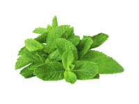 Menta frutti di bosco<i> (Mentha spp "frutti di bosco")</i>