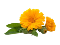 Calendula Officinale <i> (Calendula officinalis)</i>