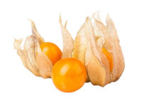 Alchechengio <i> (Physalis alkekengi)</i>