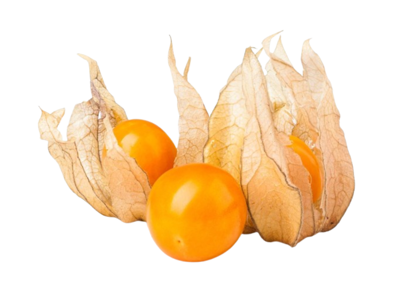 Alchechengio <i> (Physalis alkekengi)</i>