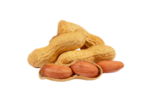Arachide <i> (Arachis hypogaea)</i>