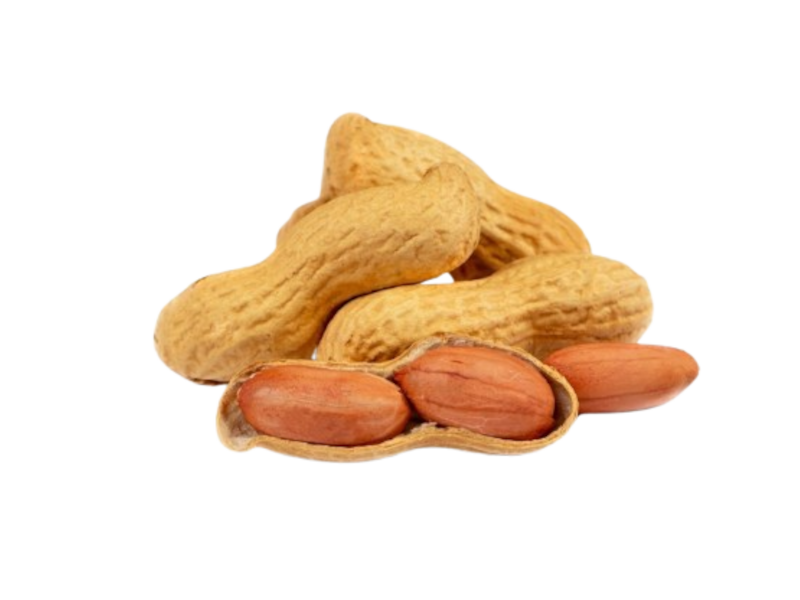Arachide <i> (Arachis hypogaea)</i>