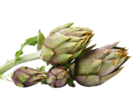 Carciofo Violetto di Albenga <i> (Cynara scolymus)</i>