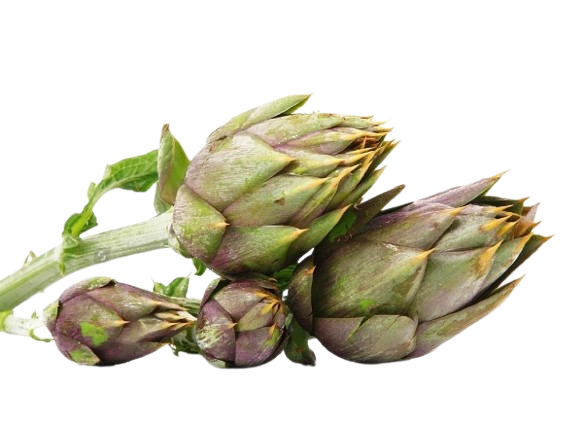 Carciofo Violetto di Albenga <i> (Cynara scolymus)</i>