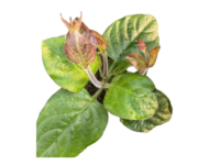Erba Formaggio <i> (Paederia lanuginosa)</i>
